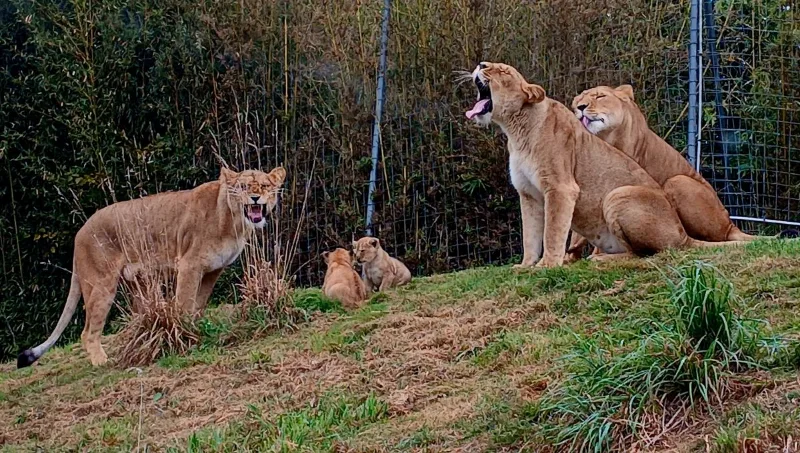 Des lionnes et leurs petits sur une butte herbeuse, au zoo de Cerza